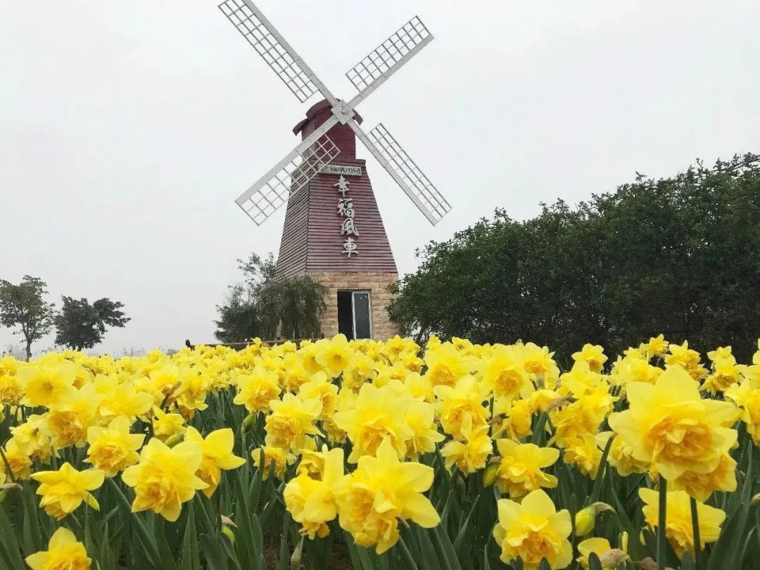 南充锦绣田园春季花海节3月18日开园!门票免费送