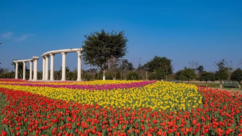 南充锦绣田园春季花海节3月18日开园!门票免费送
