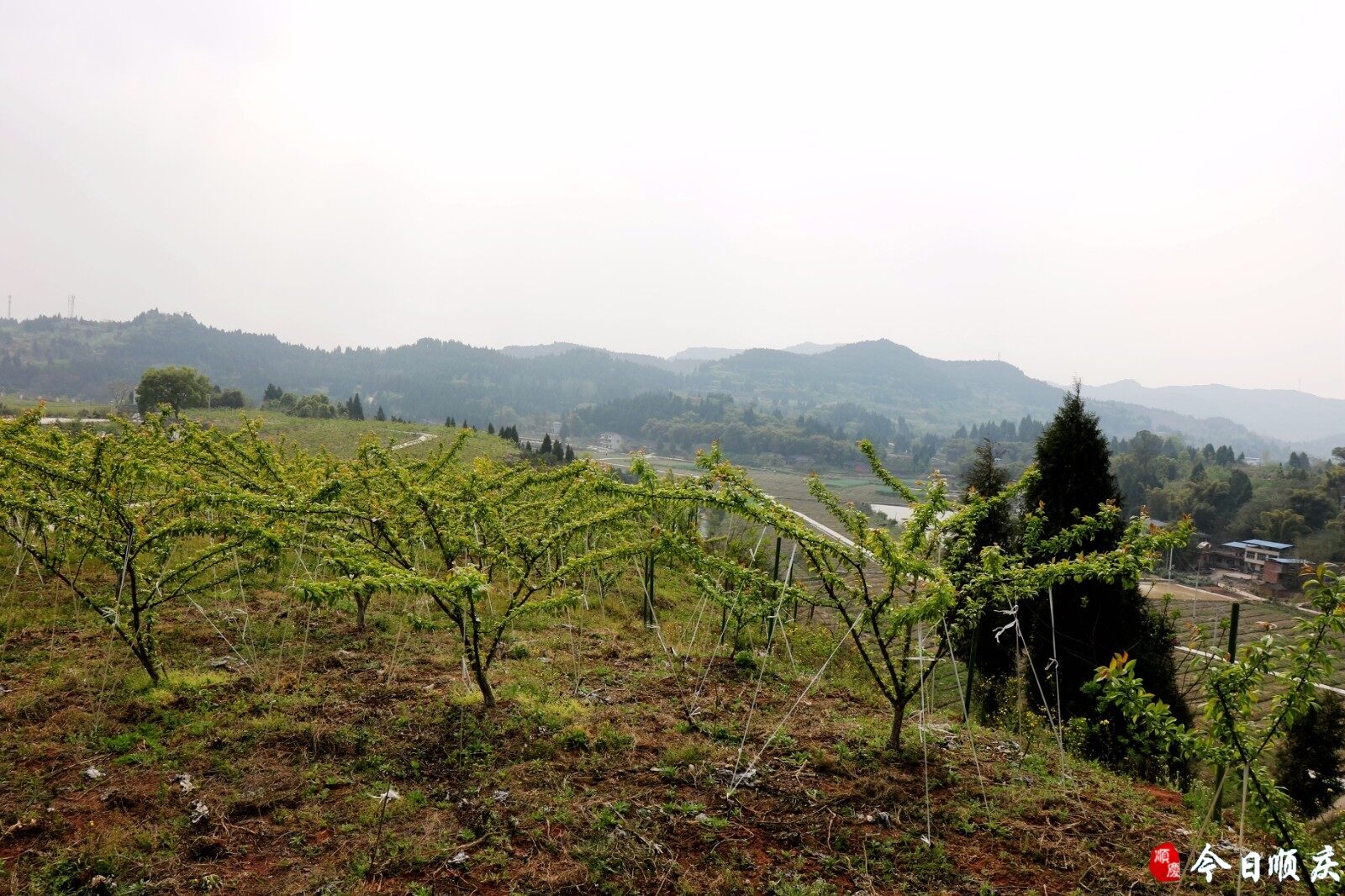 渔溪桥村依托李子产业园,鲜花产业园,蔬菜基地,积极探索土地股份合作