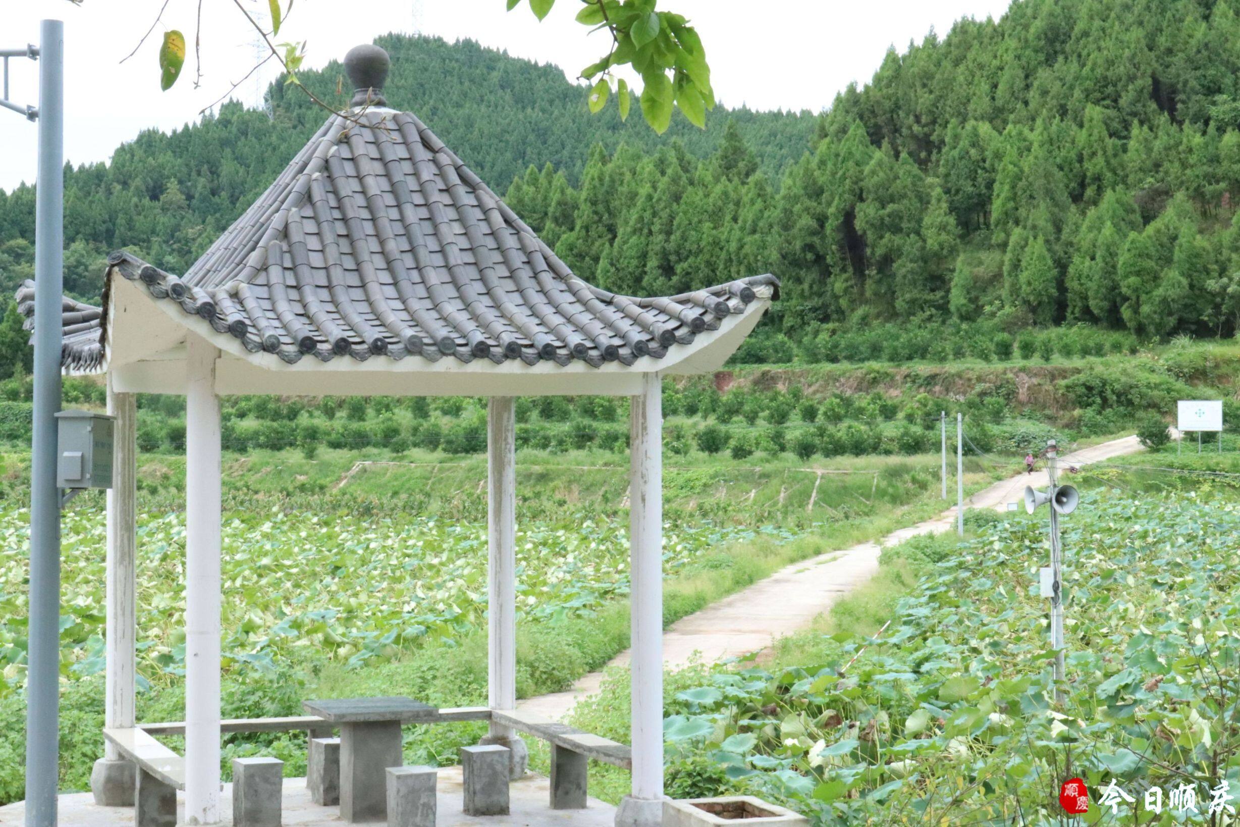 黄桷树文化广场的纳凉亭