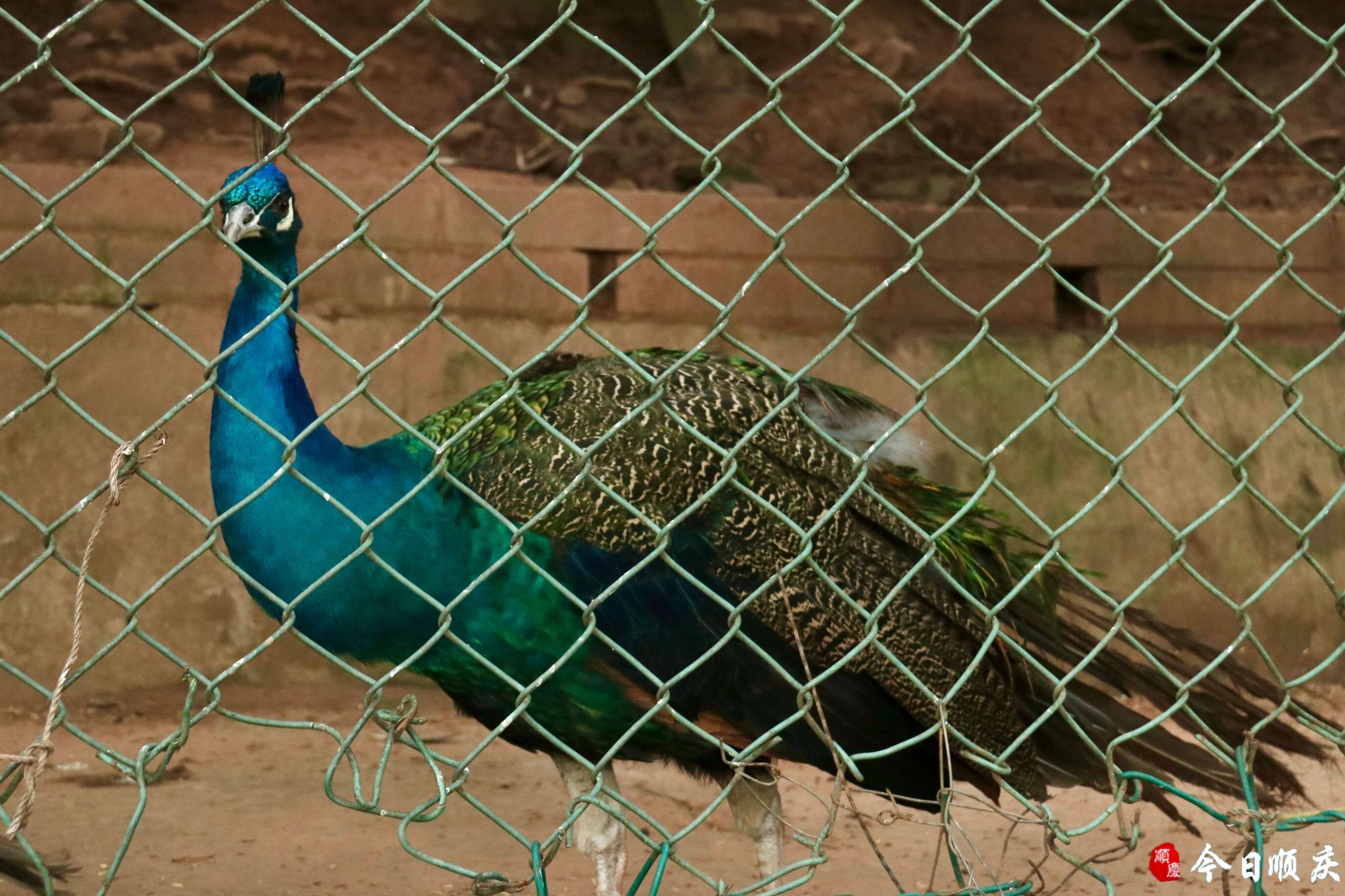 南充西山动物园重新开园啦!
