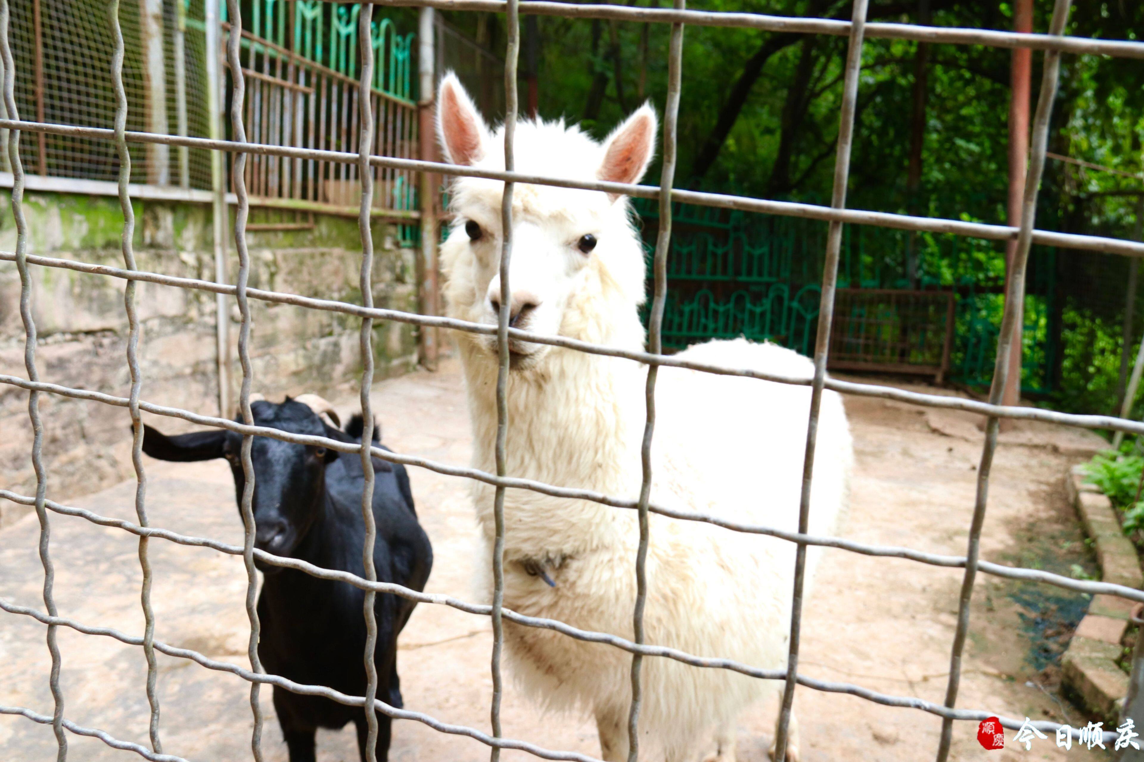 南充西山动物园重新开园啦!